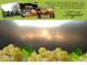 Spitz (Wachau) 30.04.2025 18:54