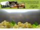 Spitz (Wachau) 09.07.2025 18:53