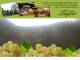 Spitz (Wachau) 11.07.2025 18:53