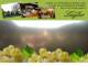 Spitz (Wachau) 11.07.2025 18:53