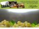 Spitz (Wachau) 03.05.2025 18:54