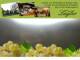 Spitz (Wachau) 08.06.2025 18:53