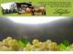 Spitz (Wachau) 06.07.2025 18:53
