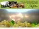 Spitz (Wachau) 14.06.2025 18:53