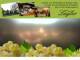 Spitz (Wachau) 10.05.2025 18:54