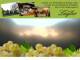 Spitz (Wachau) 29.04.2025 18:54