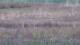 Les Landes-Genusson 09.07.2025 18:16