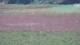Les Landes-Genusson 09.07.2025 18:16