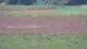 Les Landes-Genusson 10.07.2025 18:16