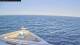 Norwegian Pearl 29.04.2025 18:27