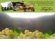 Spitz (Wachau) 30.04.2025 19:54