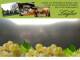 Spitz (Wachau) 09.07.2025 19:53