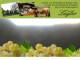 Spitz (Wachau) 11.07.2025 19:53