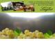 Spitz (Wachau) 11.07.2025 19:53