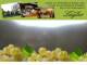 Spitz (Wachau) 03.05.2025 19:54