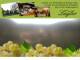 Spitz (Wachau) 08.06.2025 19:53