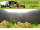 Spitz (Wachau) 08.06.2025 19:53