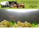 Spitz (Wachau) 06.07.2025 19:53