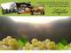 Spitz (Wachau) 14.06.2025 19:53