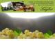 Spitz (Wachau) 10.05.2025 19:54