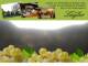 Spitz (Wachau) 07.07.2025 19:53
