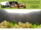 Spitz (Wachau) 29.04.2025 19:54