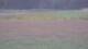 Les Landes-Genusson 14.06.2025 19:16