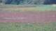 Les Landes-Genusson 09.07.2025 19:16