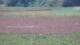 Les Landes-Genusson 10.07.2025 19:16