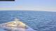 Norwegian Pearl 29.04.2025 19:27