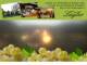 Spitz (Wachau) 30.04.2025 20:54
