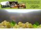 Spitz (Wachau) 11.07.2025 20:53