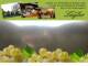 Spitz (Wachau) 08.06.2025 20:53