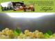 Spitz (Wachau) 06.07.2025 20:53