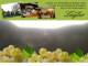 Spitz (Wachau) 14.06.2025 20:53