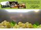 Spitz (Wachau) 10.05.2025 20:54