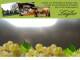 Spitz (Wachau) 07.07.2025 20:53