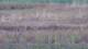 Les Landes-Genusson 09.07.2025 20:16