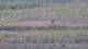 Les Landes-Genusson 08.06.2025 20:16