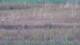 Les Landes-Genusson 04.07.2025 20:16