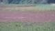 Les Landes-Genusson 09.07.2025 20:16