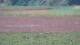 Les Landes-Genusson 10.07.2025 20:16