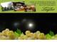 Spitz (Wachau) 30.04.2025 21:54