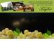 Spitz (Wachau) 11.07.2025 21:53