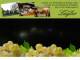 Spitz (Wachau) 03.05.2025 21:54
