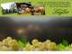 Spitz (Wachau) 14.06.2025 21:53