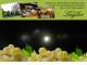 Spitz (Wachau) 29.04.2025 21:54
