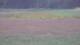 Les Landes-Genusson 14.06.2025 21:16