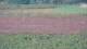 Les Landes-Genusson 09.07.2025 21:16