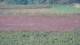 Les Landes-Genusson 10.07.2025 21:16